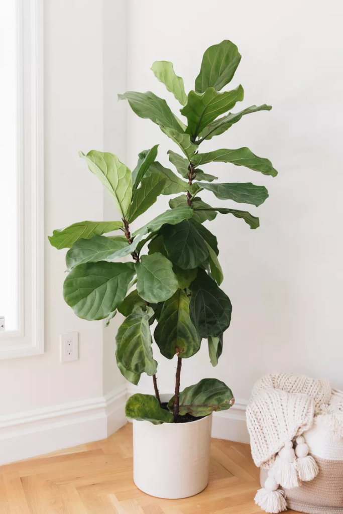 Fiddle Leaf Fig