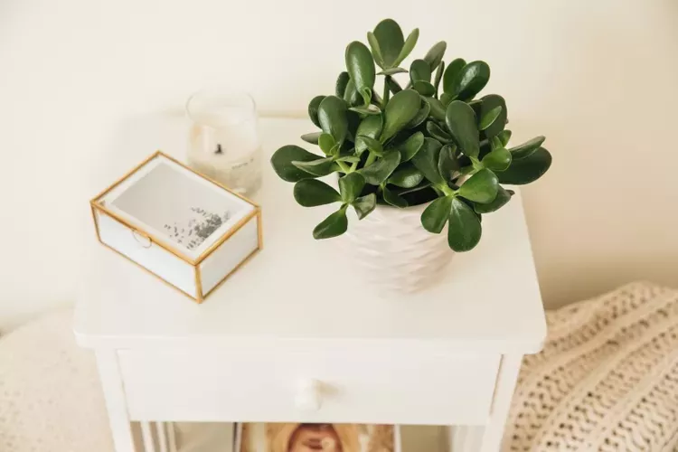 Jade Plant