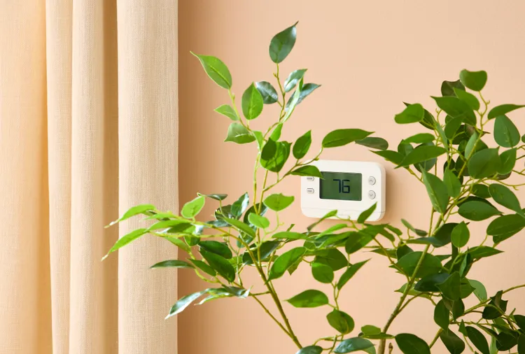 Obscure It With a Tall Plant