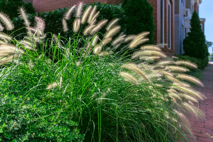 Layered Ornamental Grasses