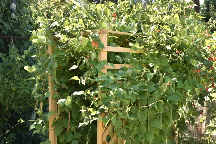 Plant Vertical Growers