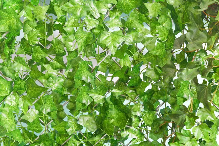 Cover Fencing with Vines